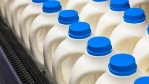 Several gallons of milk bottles in a store